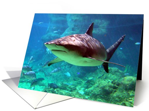 Shark I card (660546)