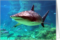 Shark I card