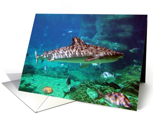 Shark Photography card (660548)