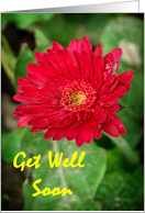 Red Flower Get Well Soon card