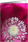 Pink Poppy Closeup Blank Inside card