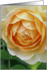 Golden Celebration Rose Closeup Blank Inside card