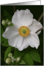 Japanese Anemone Closeup Blank Inside card