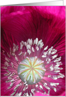 Pink Poppy Closeup Blank Inside card