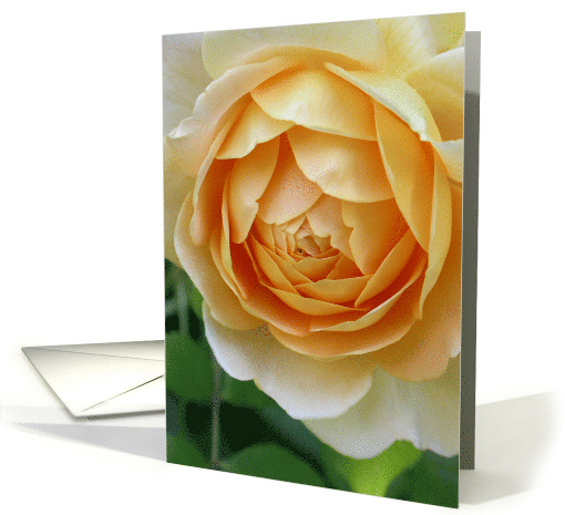 Golden Celebration Rose Closeup Blank Inside card (129635)