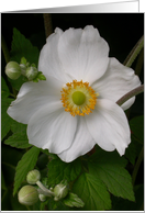 Japanese Anemone Closeup Blank Inside card