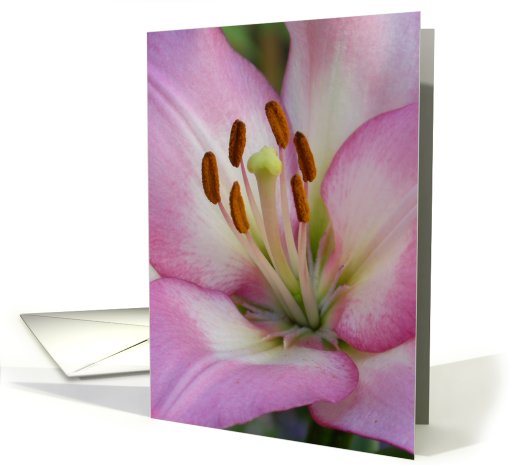Pink Asiatic Lily closeup card (130083)