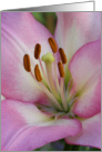Pink Asiatic Lily closeup card
