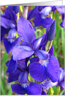 Purple Iris closeup card
