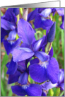 Purple Iris closeup card