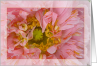 Pink Poppy card
