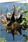 Beautiful Bird with Reflection card