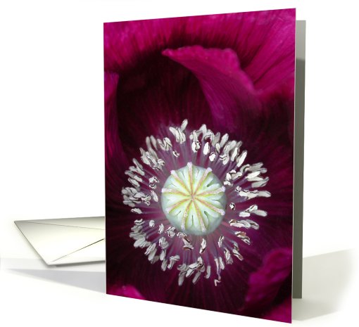 Velvet Poppy card (140222)