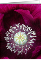 Velvet Poppy card
