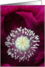 Velvet Poppy card