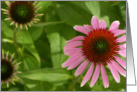 Pink Echinacea card