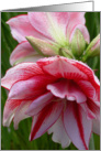 Amaryllis in the Rain card