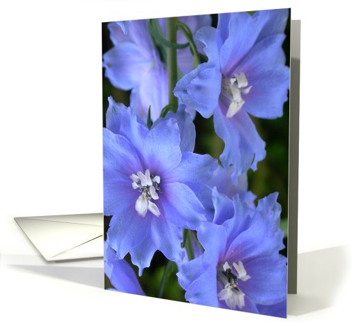Blue Delphinium card (140260)