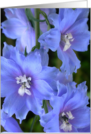 Blue Delphinium card