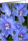 Blue Delphinium card