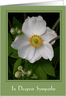 Sympathy - anemone