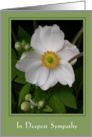 Sympathy - anemone card