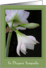 Sympathy - amaryllis card