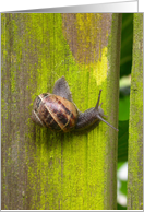 Garden Snail card