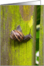 Garden Snail card