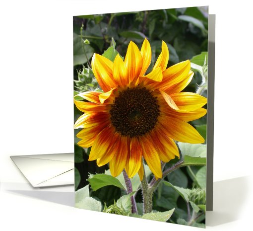 Friendship Sunflower card (142132)