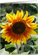 Friendship Sunflower card