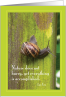 Garden Snail - Lao...