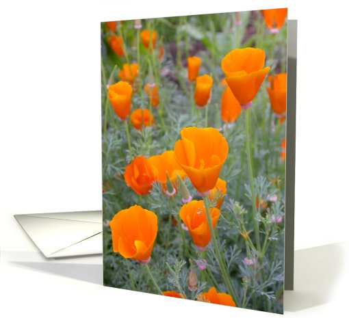 California Poppies card (151796)