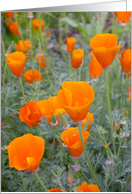 California Poppies card
