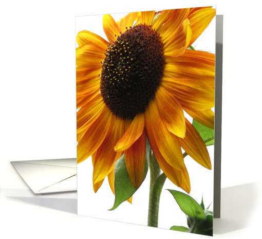 Sunflower - blank card (198503)