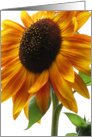 Sunflower - blank card