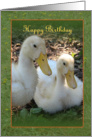 Happy Birthday - ducklings card