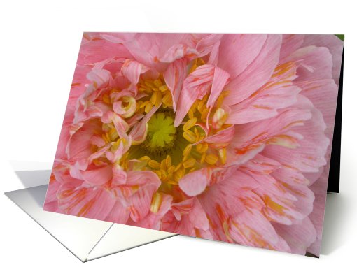 Pink Ruffled Poppy card (671517)