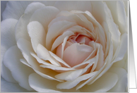 Soft White Rose card