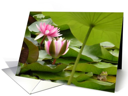 Lotus pond with frog card (720231)