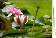 Lotus pond with frog card