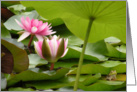 Lotus pond with frog card