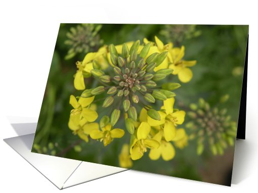 Yellow flower mandala card (720235)