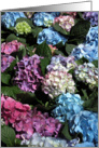 Friendship - Multi-Colored Hydrangea Flower Blossoms card