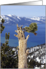 Nature - Pine Tree on Lake Tahoe card