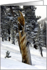 Nature - Twisted Tree Trunk in the Snow card