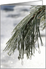 Winter Solstice - Icy Pine Needles card