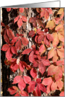 Autumn Leaves Happy Fall - Red Woodbine card