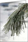 Spring is Coming - Icy Pine Needles card
