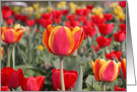 Happy Spring - Red and Yellow Tulip Garden card